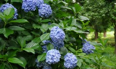 紫陽花