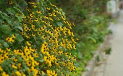 黄色いお花たち。