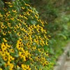 黄色いお花たち。