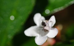 公園の白い花 6
