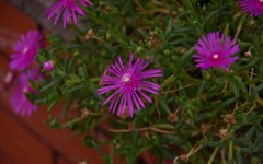 花壇の花
