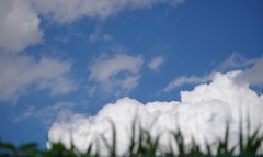 夏の雲
