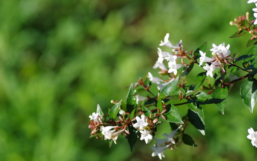 公園の白い花 2
