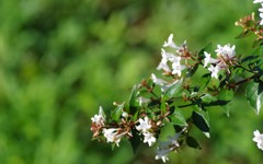 公園の白い花 2
