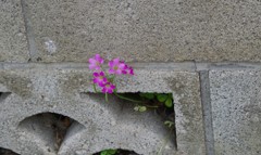 塀の穴から。2