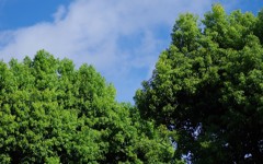 公園の木々 2