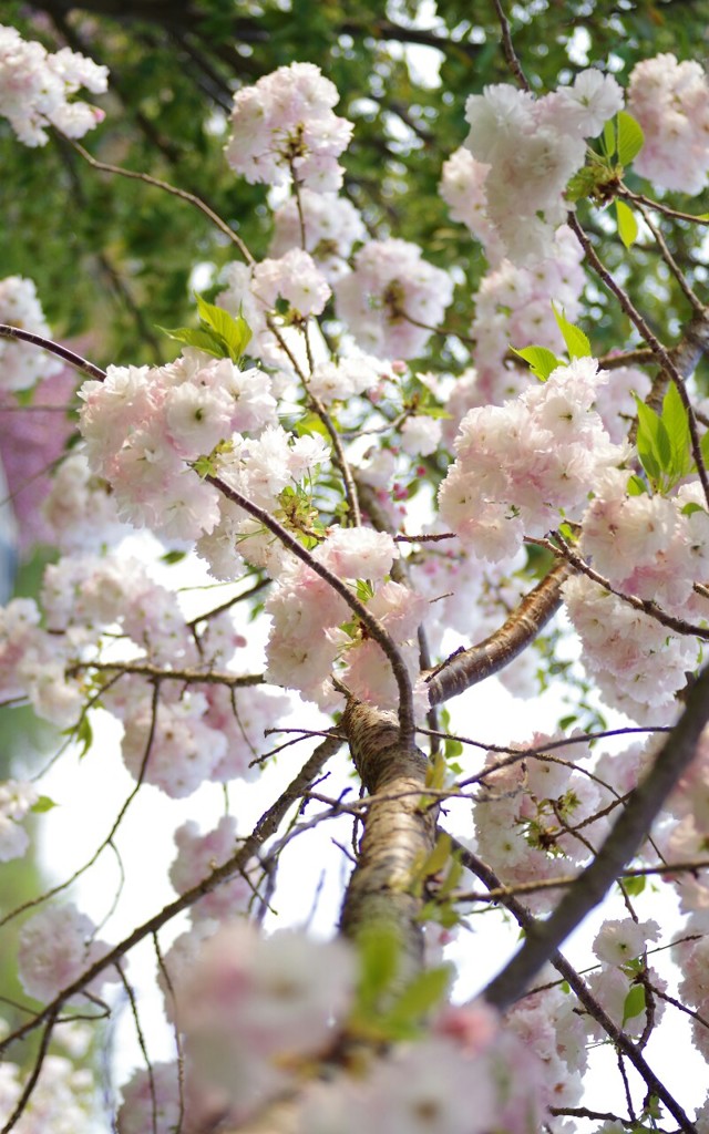 八重桜？