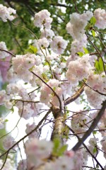 八重桜？