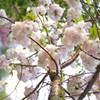 八重桜？