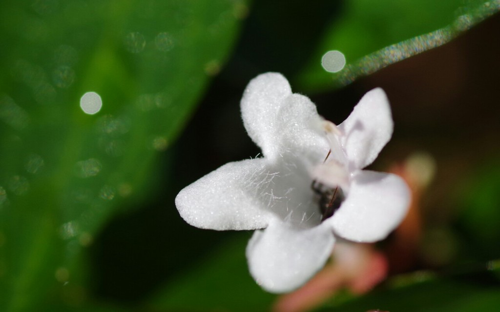 公園の白い花 5