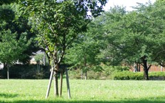 公園の木々 1