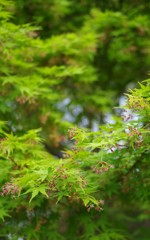 春の緑色