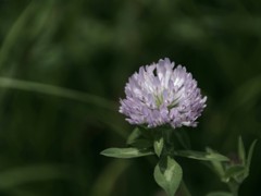 土手に咲く、小さな花 3