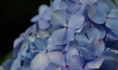 紫陽花  4