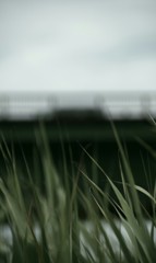 風に揺れて、
