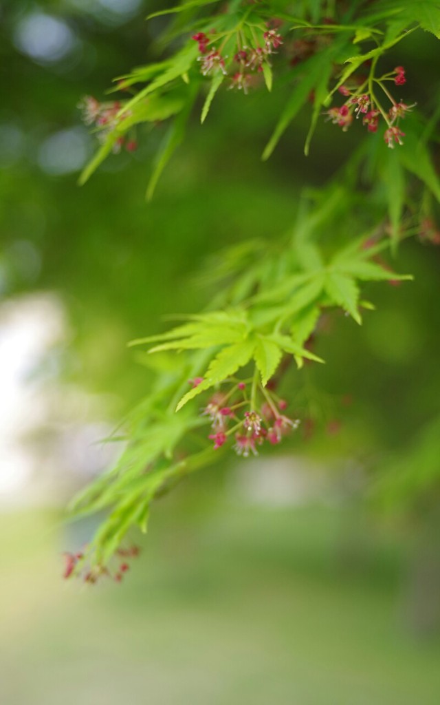 春の緑色Ⅱ