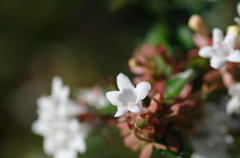 公園の白い花