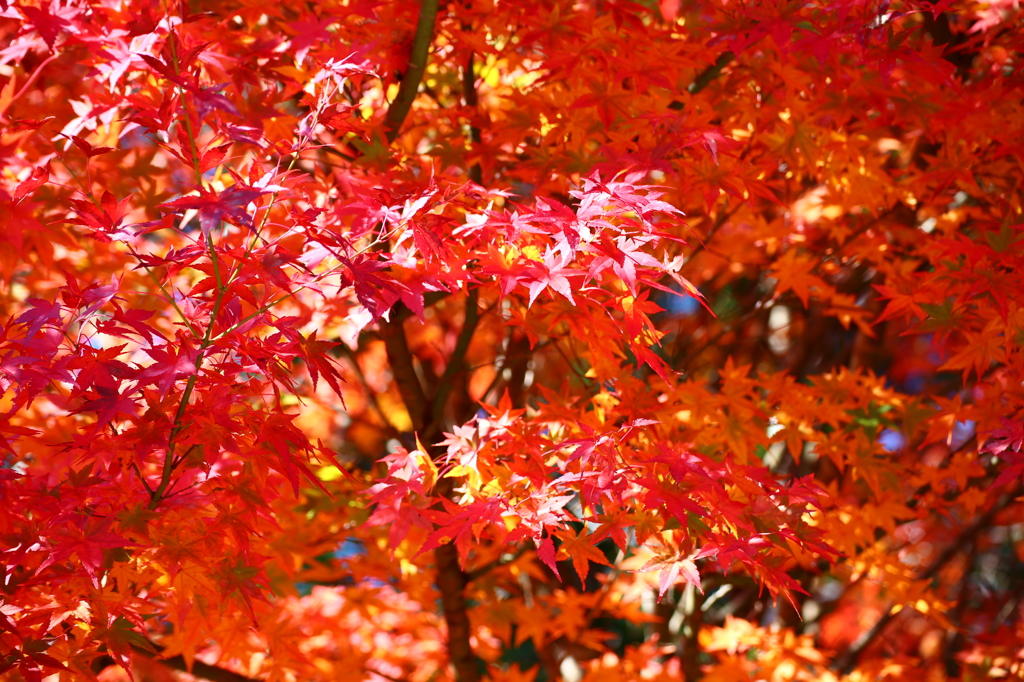 THE　autumn leaf