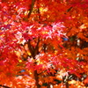 THE　autumn leaf