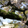 芽桜