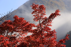 朝霜と紅葉