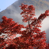 朝霜と紅葉