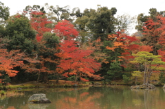 紅葉コントラスト