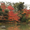 紅葉コントラスト