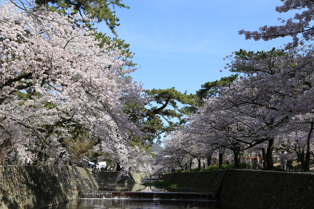 夙川沿いのさくら②