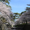 夙川沿いのさくら②