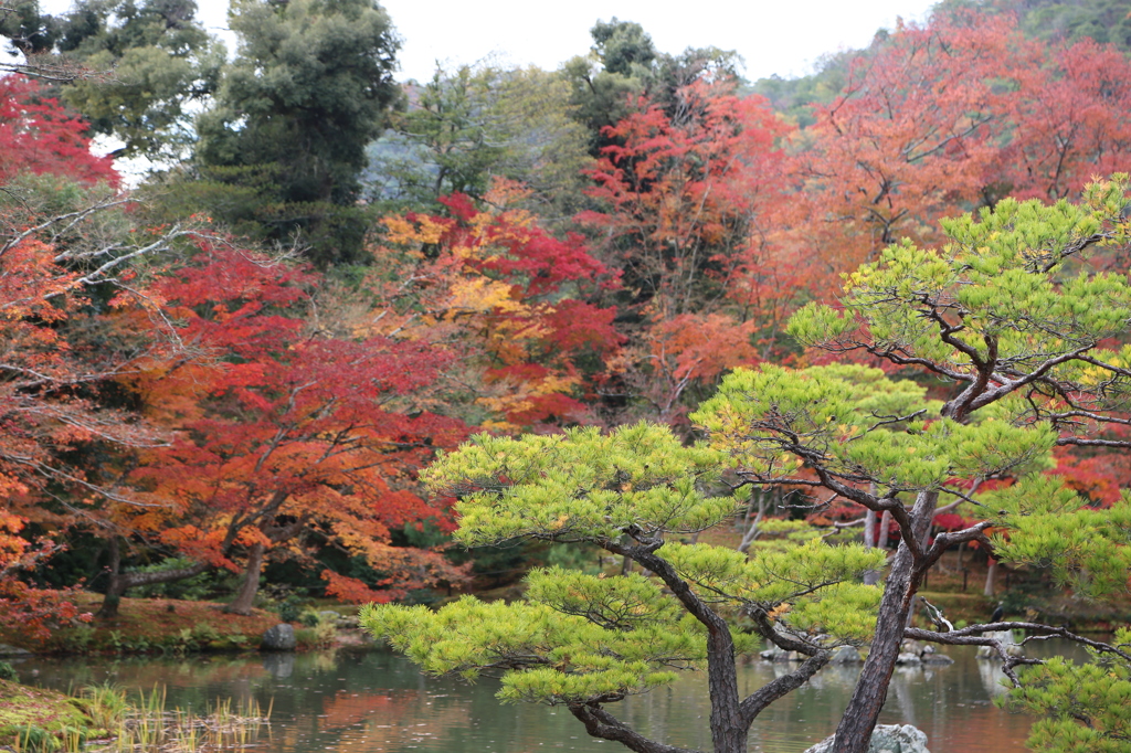 紅葉コントラスト