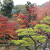 紅葉コントラスト
