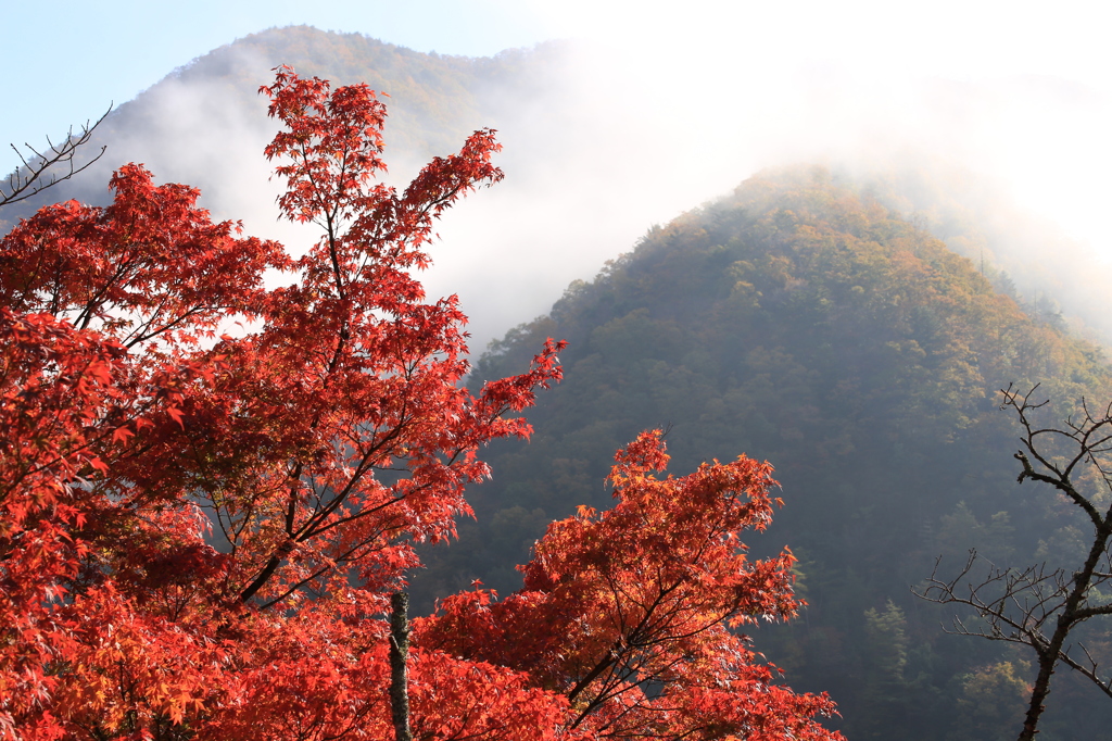 朝霜と紅葉２