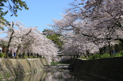夙川沿いのさくら①