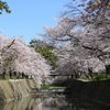 夙川沿いのさくら①