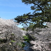 夙川から望む甲山