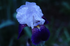 雨上がり＿１