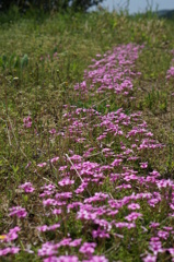 花道