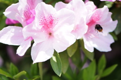 蜜を求めて
