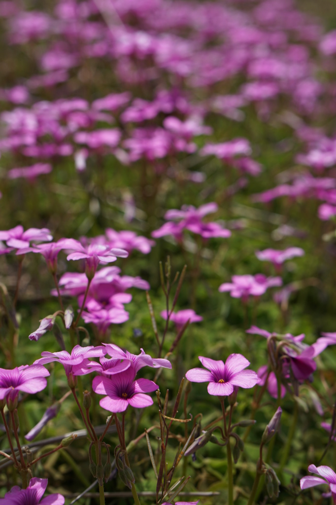 花１