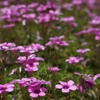 花１