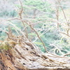 春的な何か