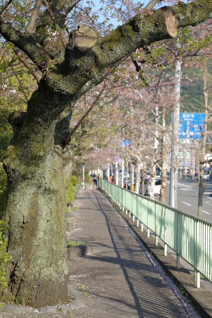 此処に桜咲いてると良い感じやねんけどなぁ・・・(ーー;)
