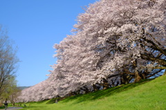 京都府八幡市背割堤の桜