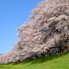京都府八幡市背割堤の桜
