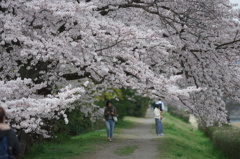 たまには桜もね、でも植物園から平安神宮までのついで(笑)