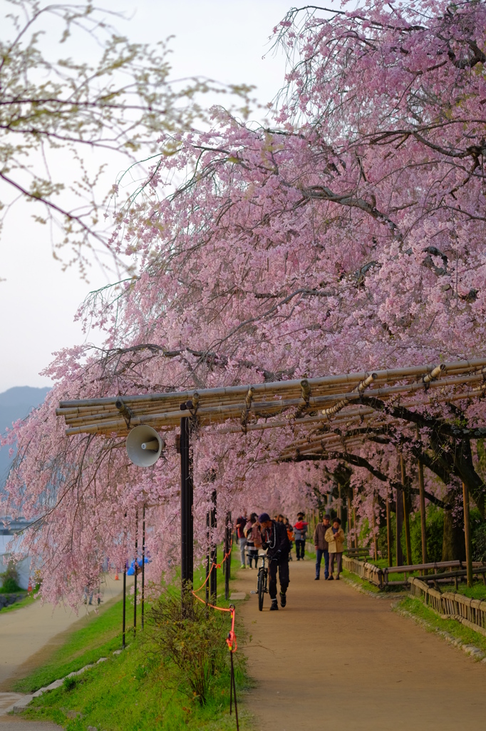 京都賀茂川　半木の道　紅枝垂桜２