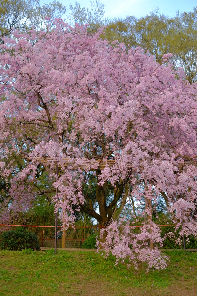 京都賀茂川　半木の道　紅枝垂桜3