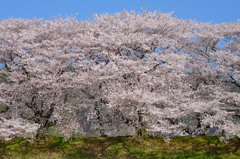 京都府八幡市背割堤の桜3
