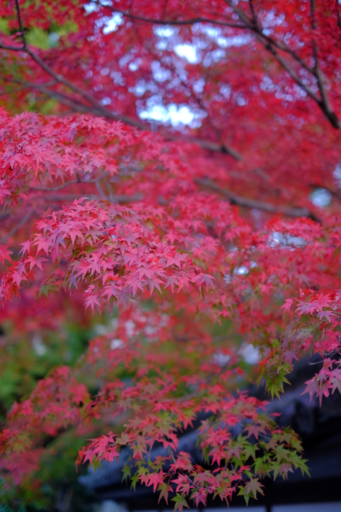 紅葉も忘れず一丁